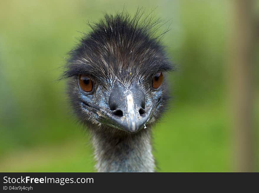 Ostrich