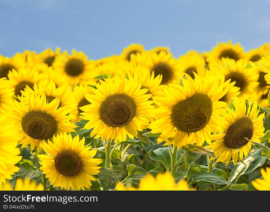 Sunflower blossoms decorate the fields. Sunflower blossoms decorate the fields