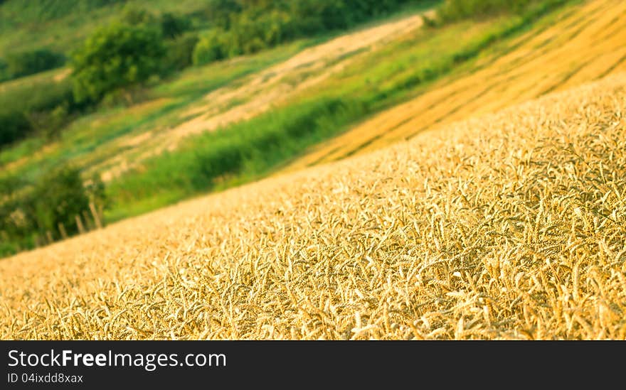 Wheat field and beautiful lanscape around