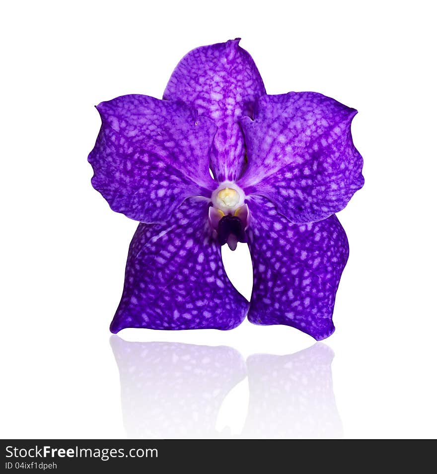 Beautiful violet orchid against on white background