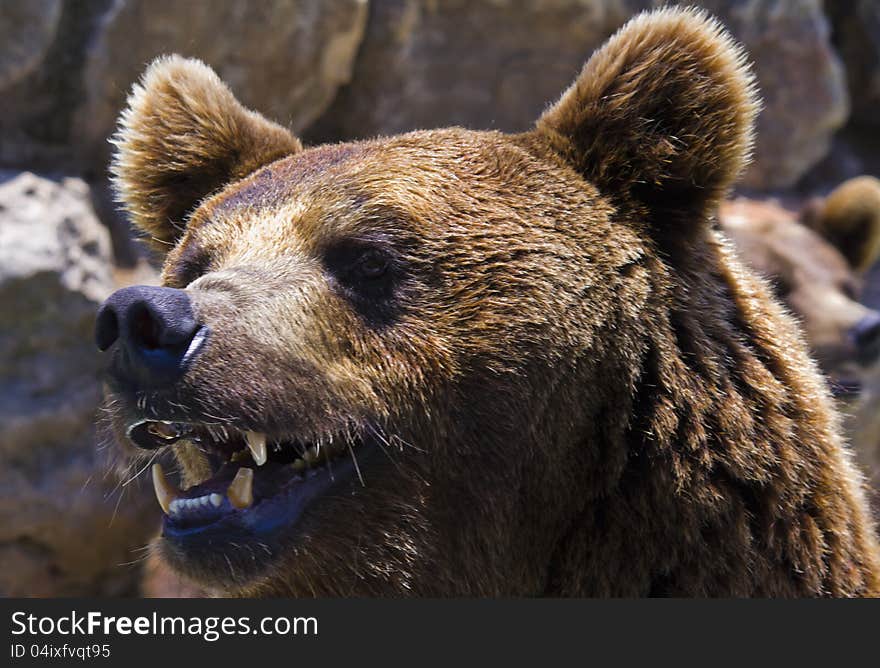 Brown Bear