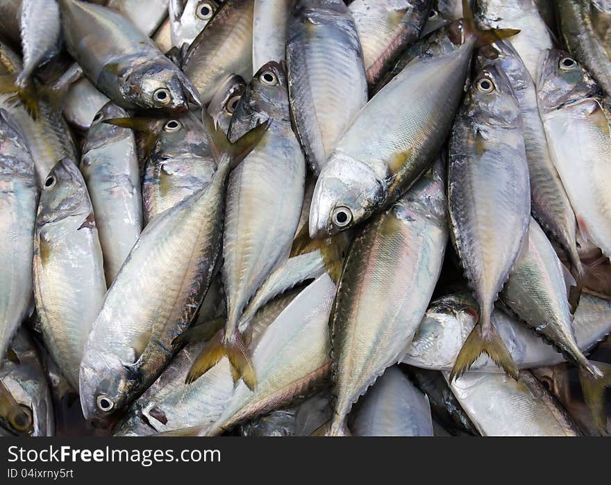 Fresh mackerel from sea in market .Thailand