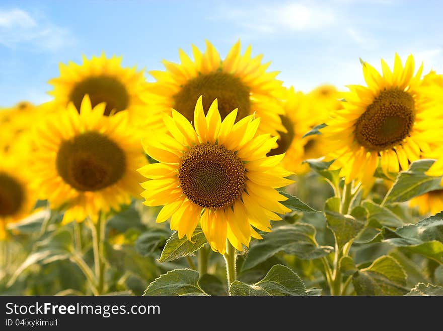 Yellow sunflower fields around my country. Yellow sunflower fields around my country