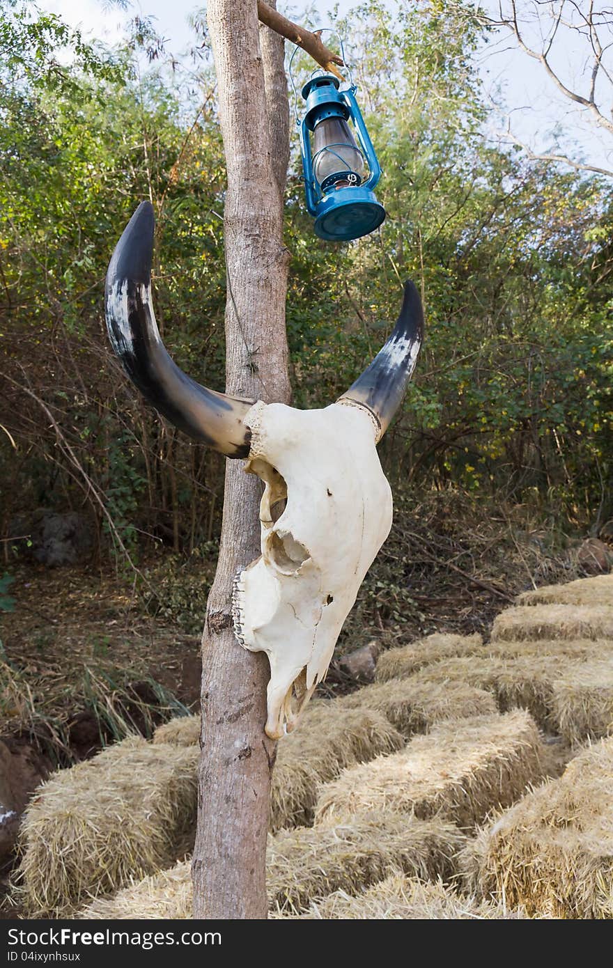 Skull buffalo hang on tree in forest