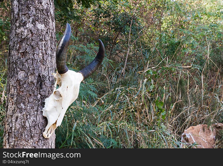 Skull buffalo hang on tree in forest