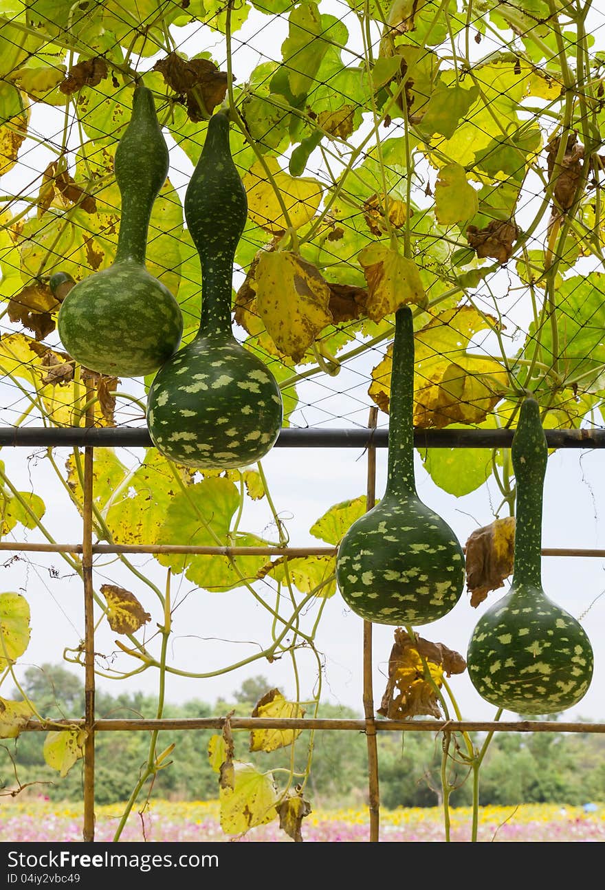 Squash Growing On Vine