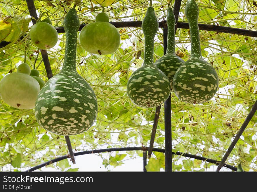 Squash growing on vine