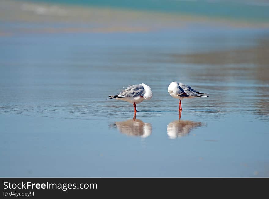 Seagulls preening themselves