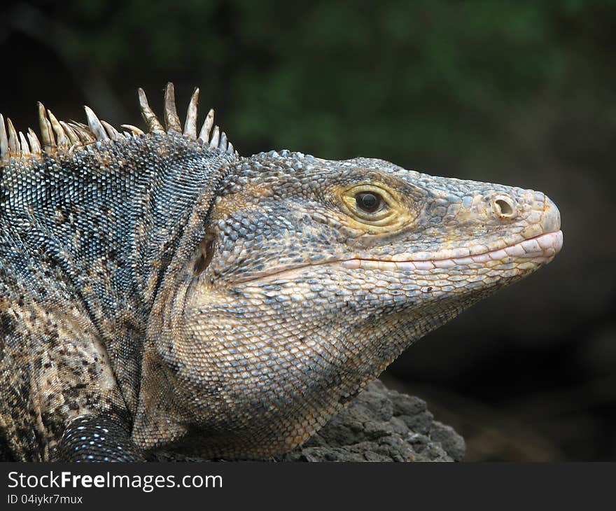 Spiny iguana on the Pacific coast of Costa Rica next to Manuel Antonio National Park.