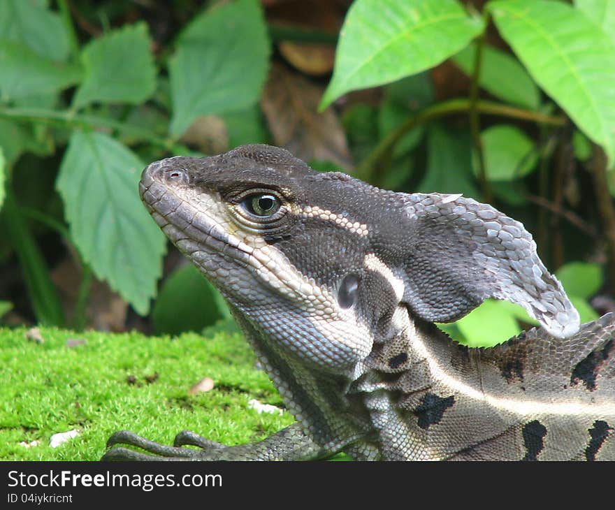 Basilisk lizard