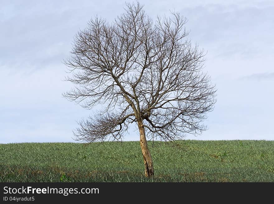 Dead tree and pineapple farm