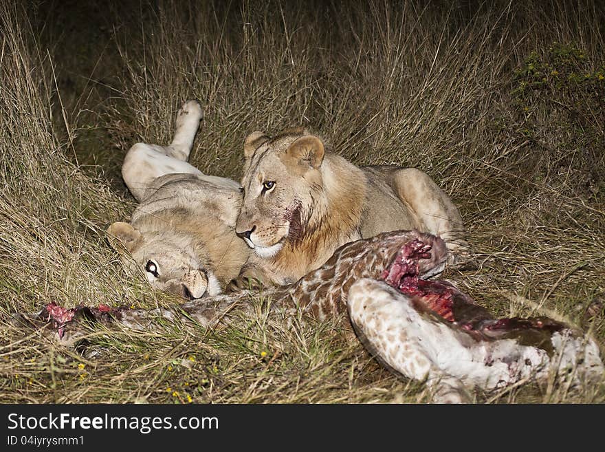 Young male lions rolling on back in grass