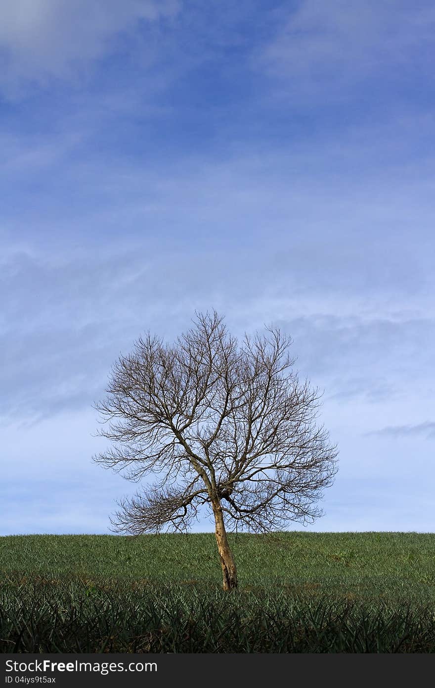 Dead Tree And Pineapple Farm