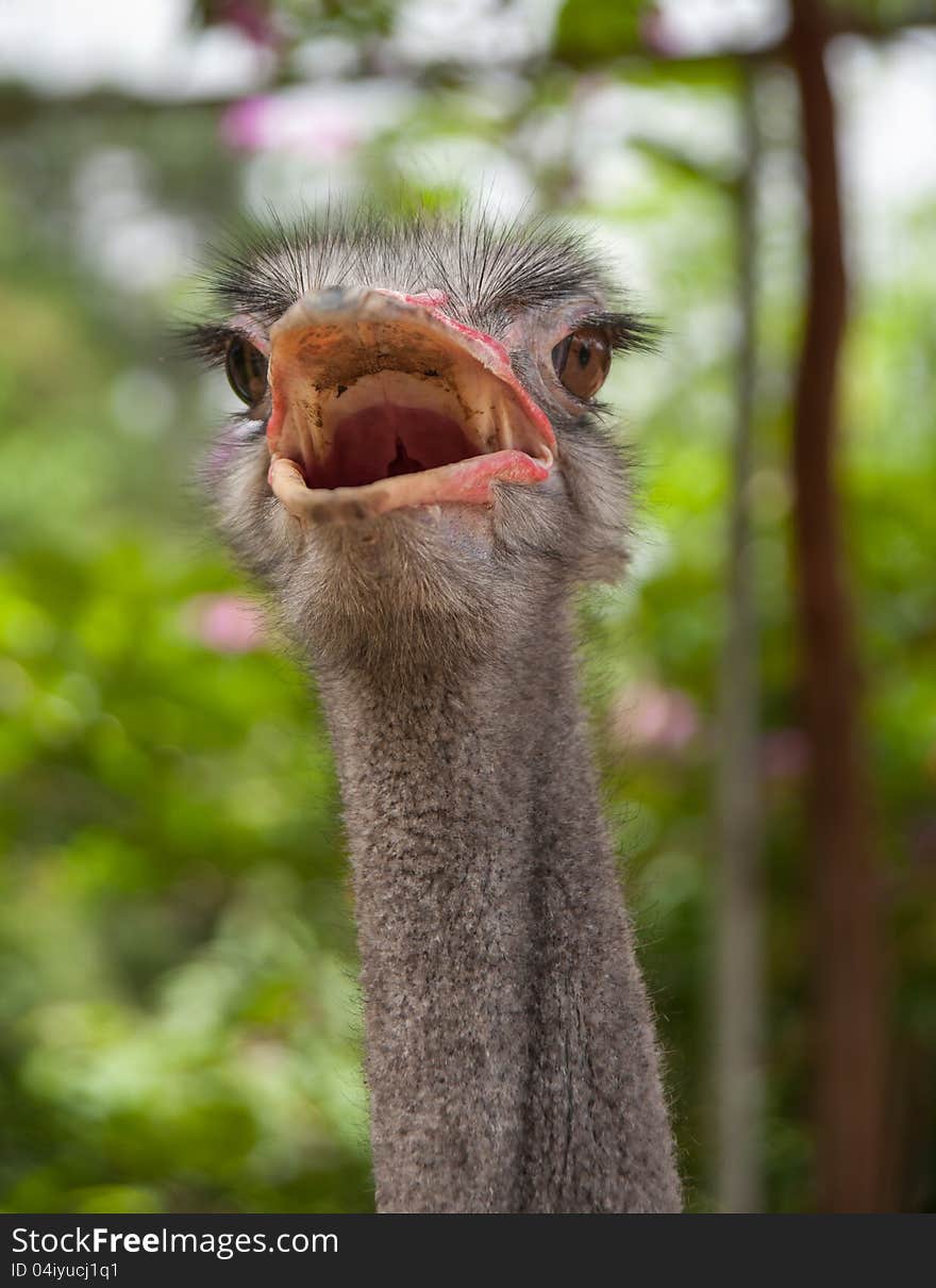 African ostrich with an open beak