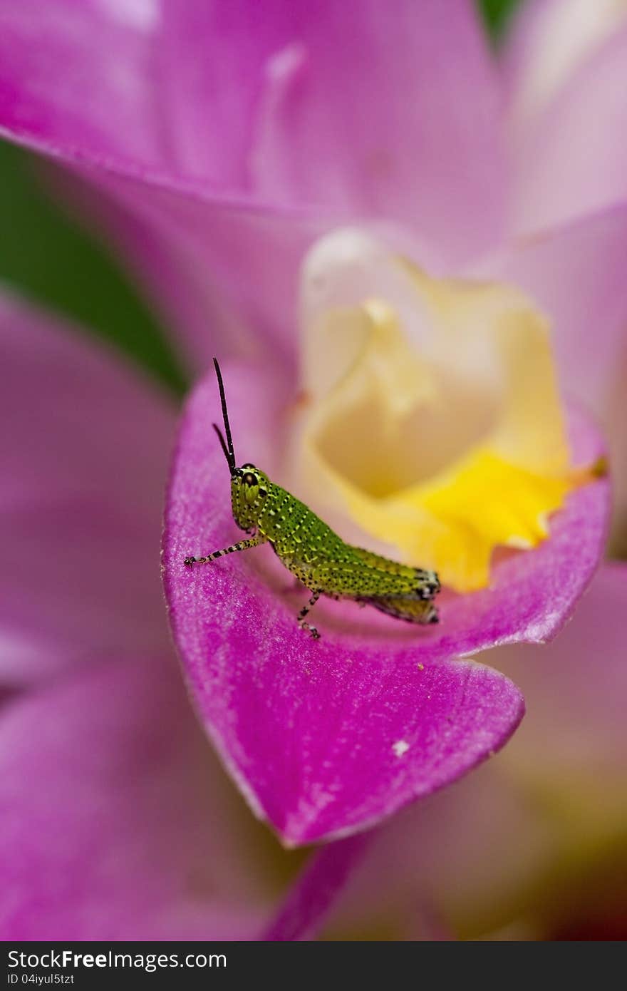 Green grasshoper on pink siam tulip. Green grasshoper on pink siam tulip.