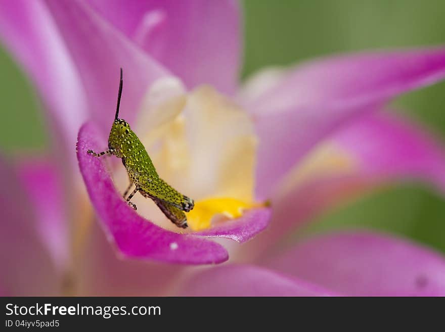 Green grasshoper on pink siam tulip. Green grasshoper on pink siam tulip.