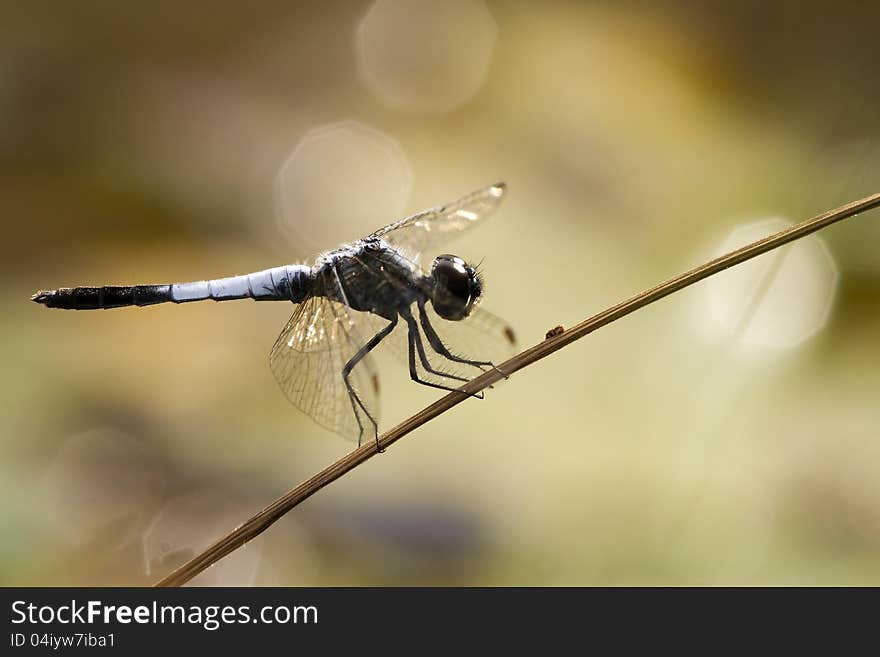 A dragonfly on brown background. A dragonfly on brown background