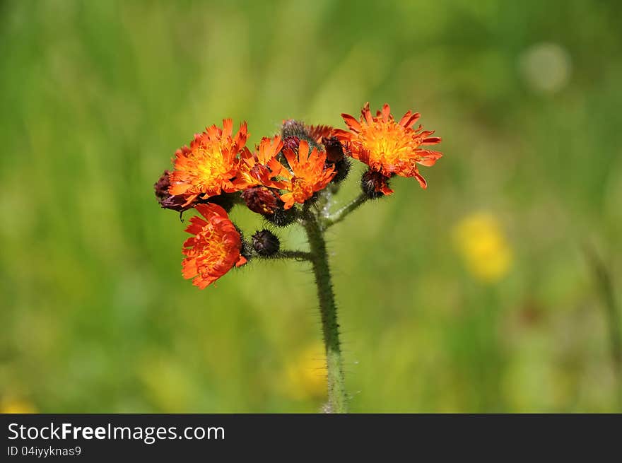 Blooming plant, national Park Sumava, czech republic, south bohemia