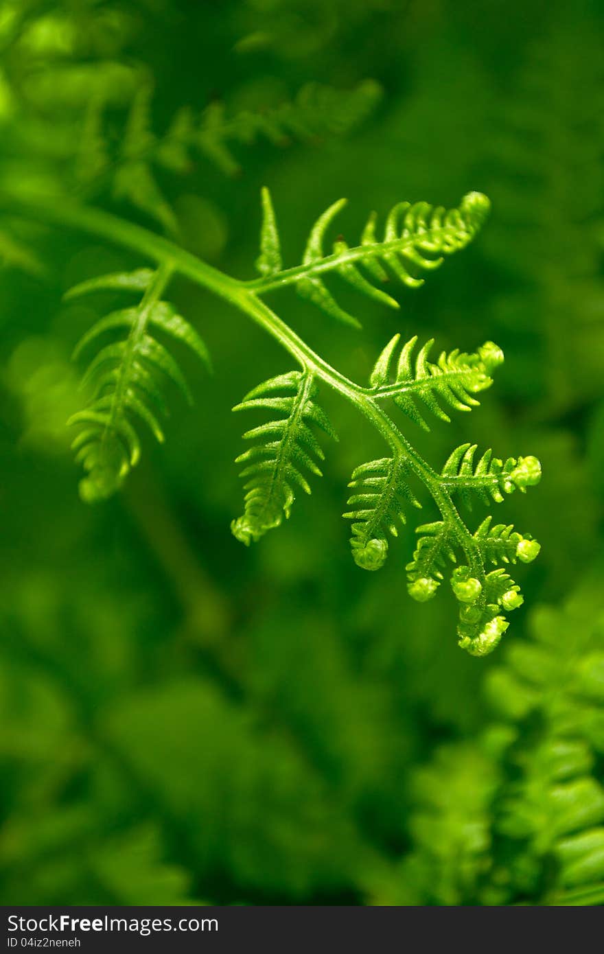 Beautiful fern plant in sunshine / Pteridophyta. Beautiful fern plant in sunshine / Pteridophyta