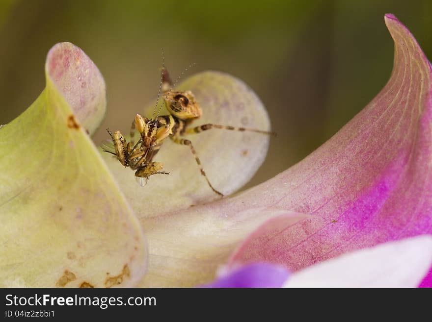 Brown mantis on siam tulip