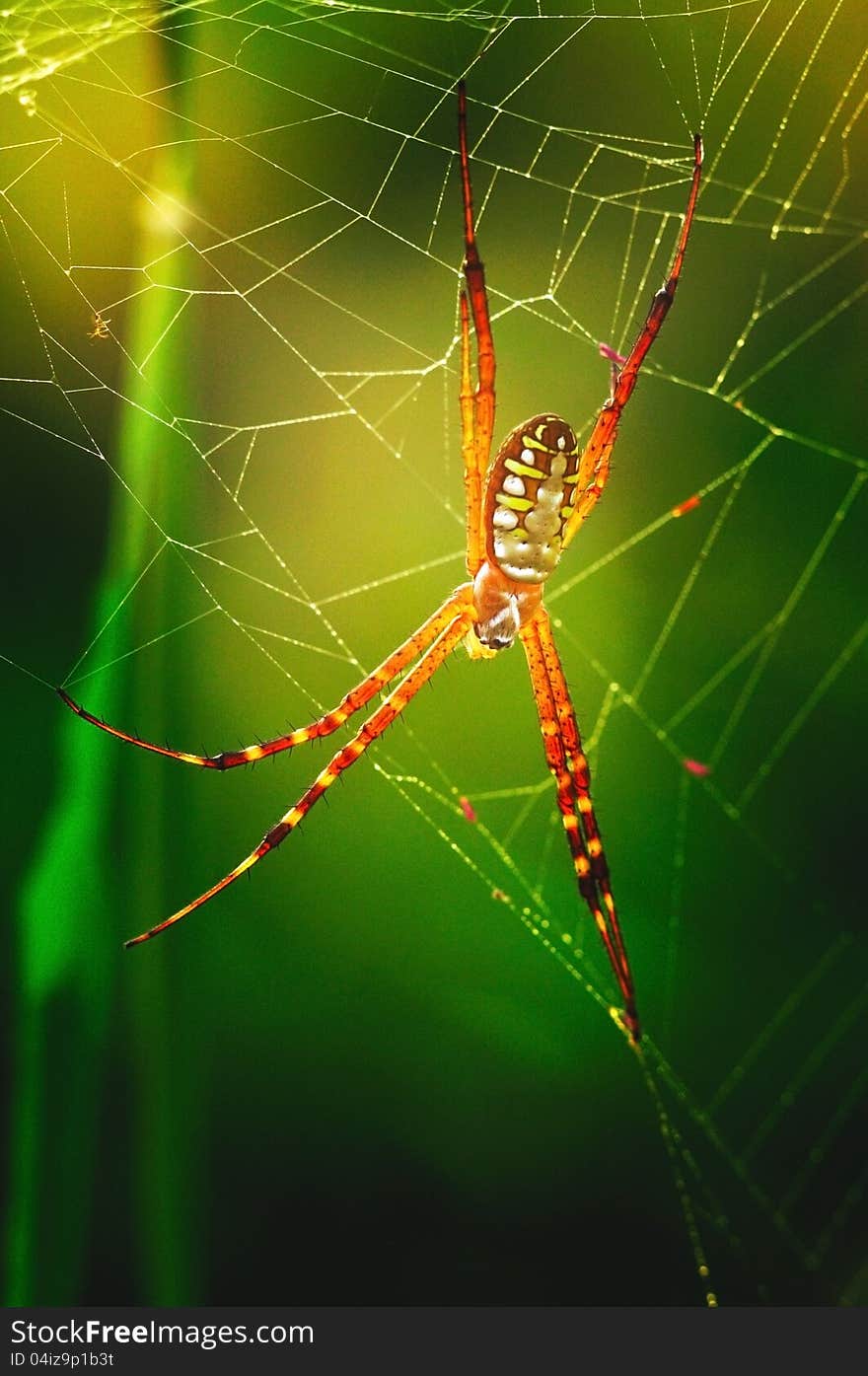 Morning spider in web thailand