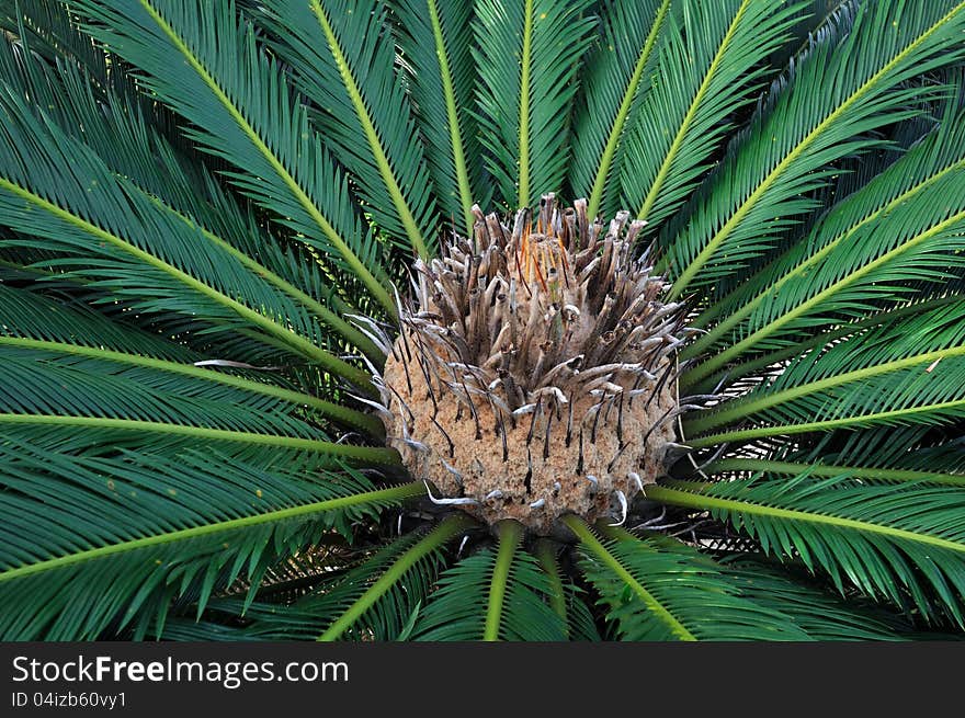 Japan cycads in the garden. Japan cycads in the garden.