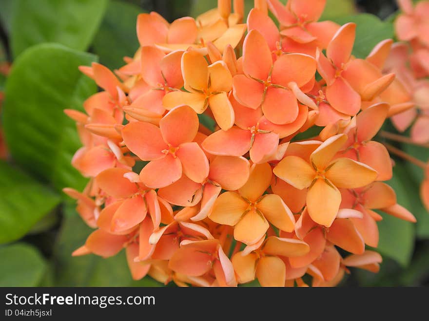 Group of orange red flower on green leaf background in day light. Group of orange red flower on green leaf background in day light