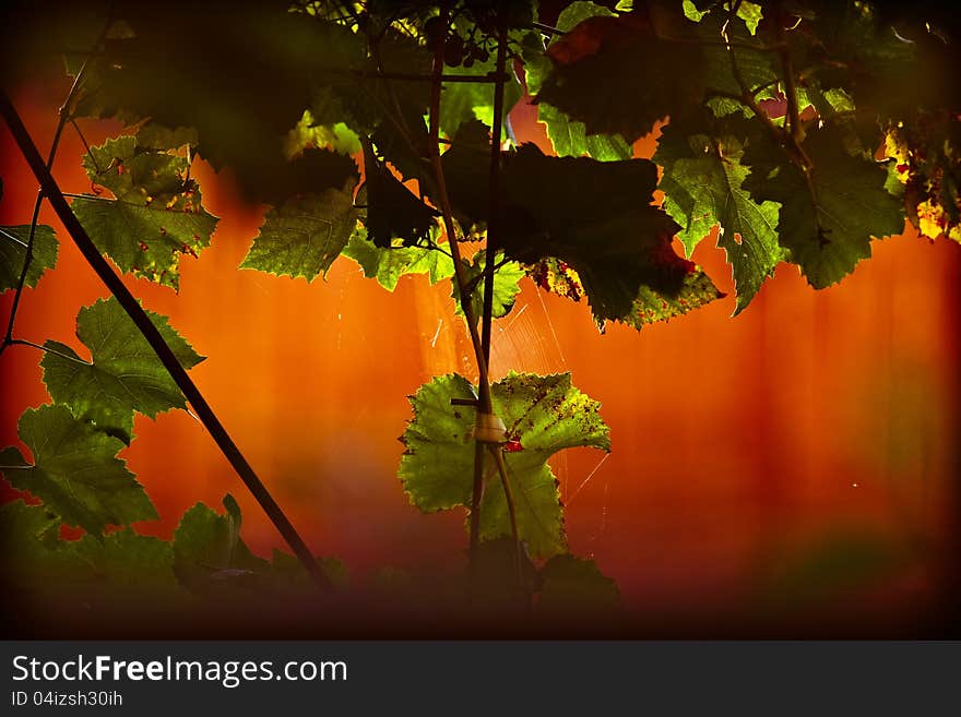 Grape leaves against orange background