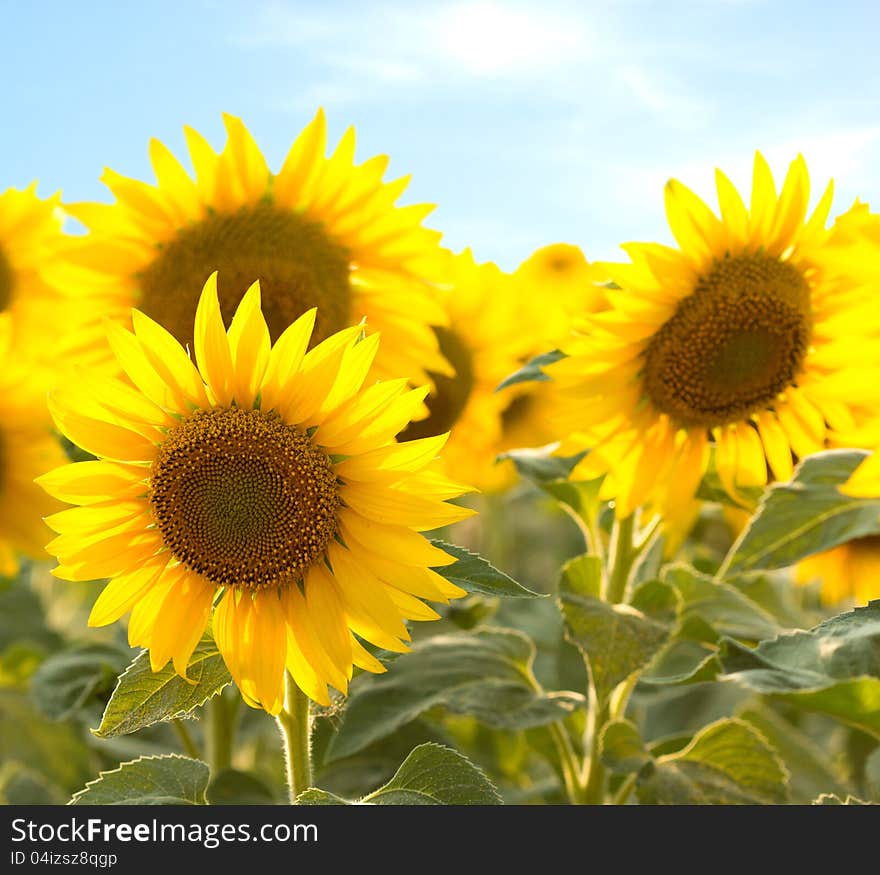 Yellow sunflower fields around my country. Yellow sunflower fields around my country