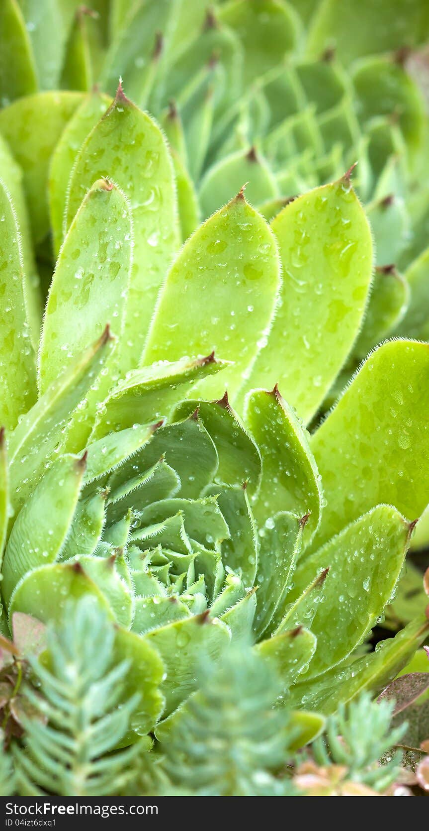 Unusual garden plant