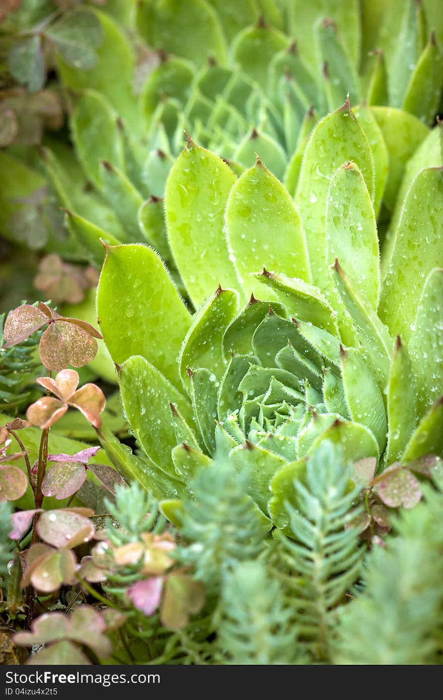 Unusual garden plant