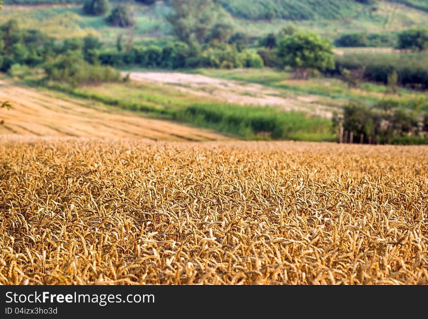 Wheat field and beautiful lanscape around