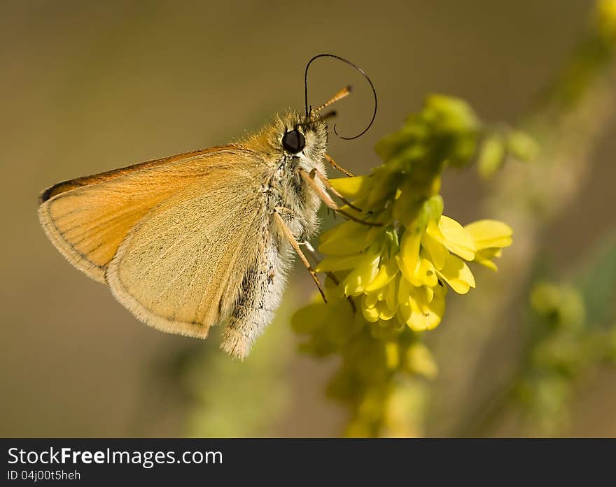 Safflower Skipper (Pyrgus carthami) on a yellow flower. Safflower Skipper (Pyrgus carthami) on a yellow flower