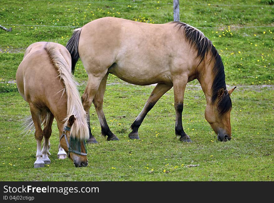 Two horses grazing in the meadow