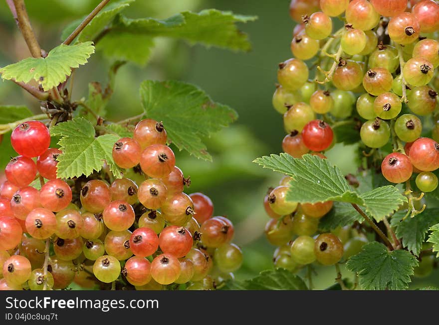 Red Currant Bush