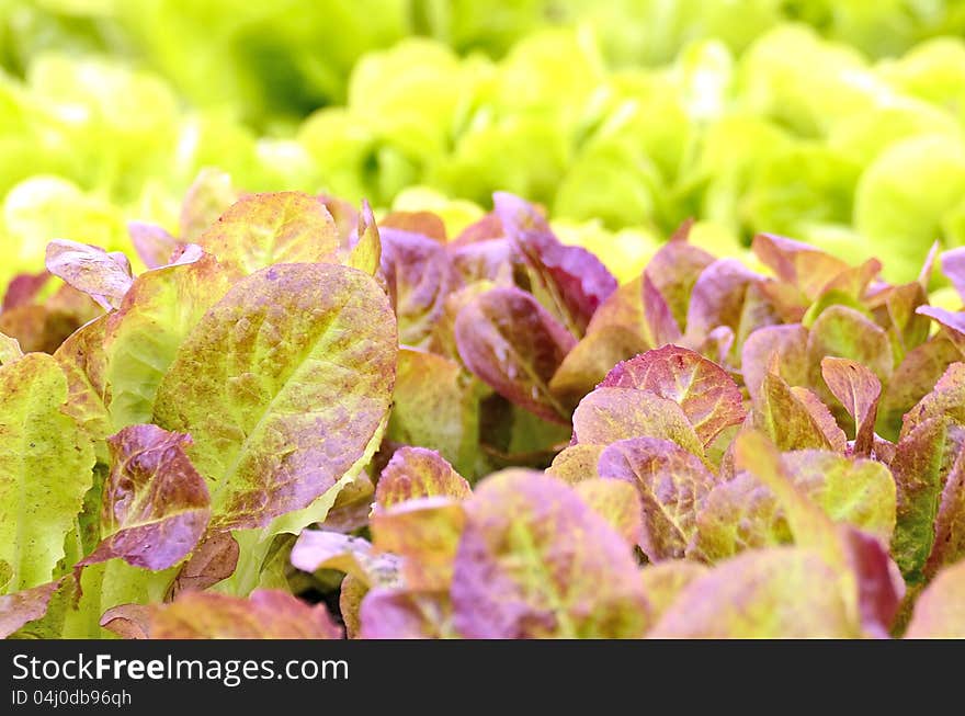 Red little baby lettuce in the fields from swedenin