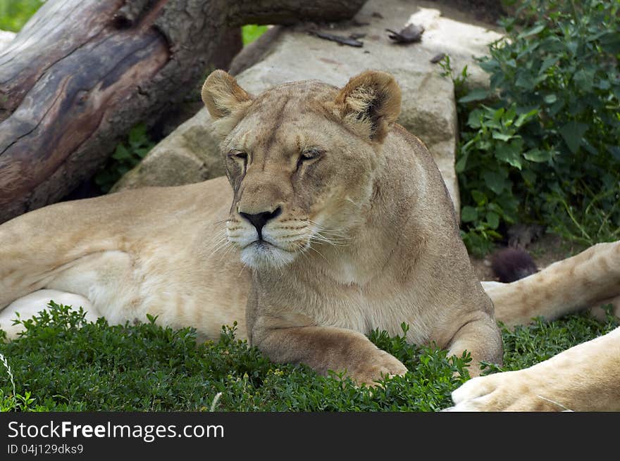 Portrait of a young lion in ZOO Vetrovy