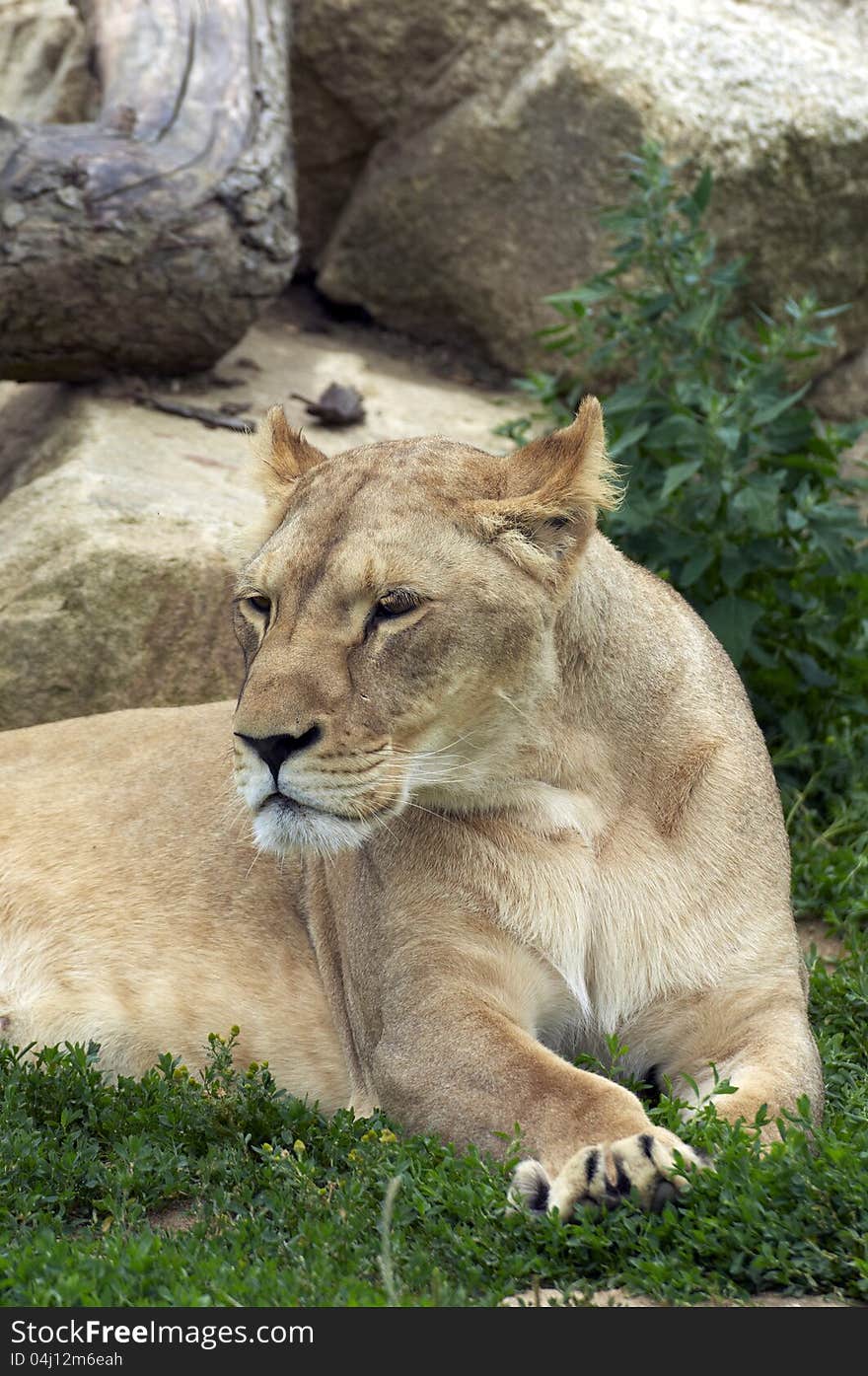 Portrait of a young lion in ZOO Vetrovy