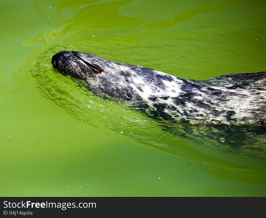 Fur seal in city zoo on sunny summer day