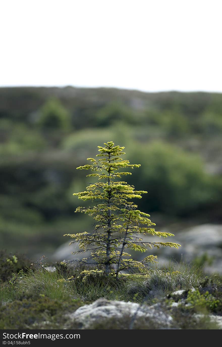 Green tree growing near the ocean