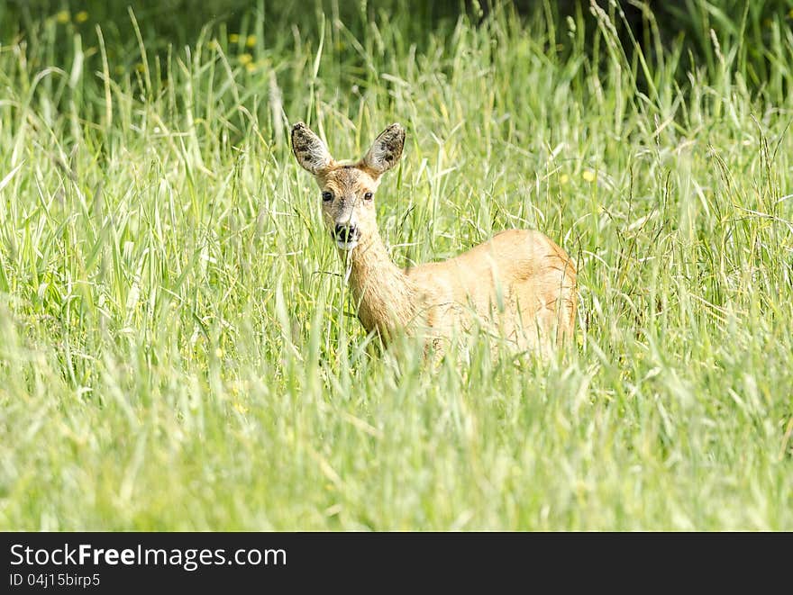 Young deer watching at photographer