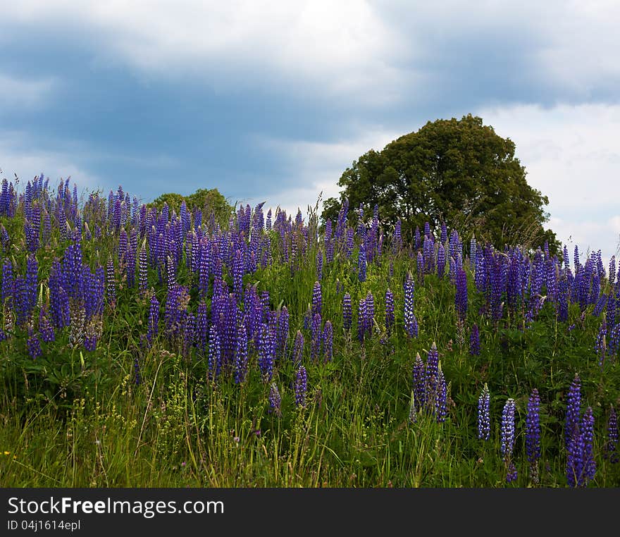 Blue flowers on green field