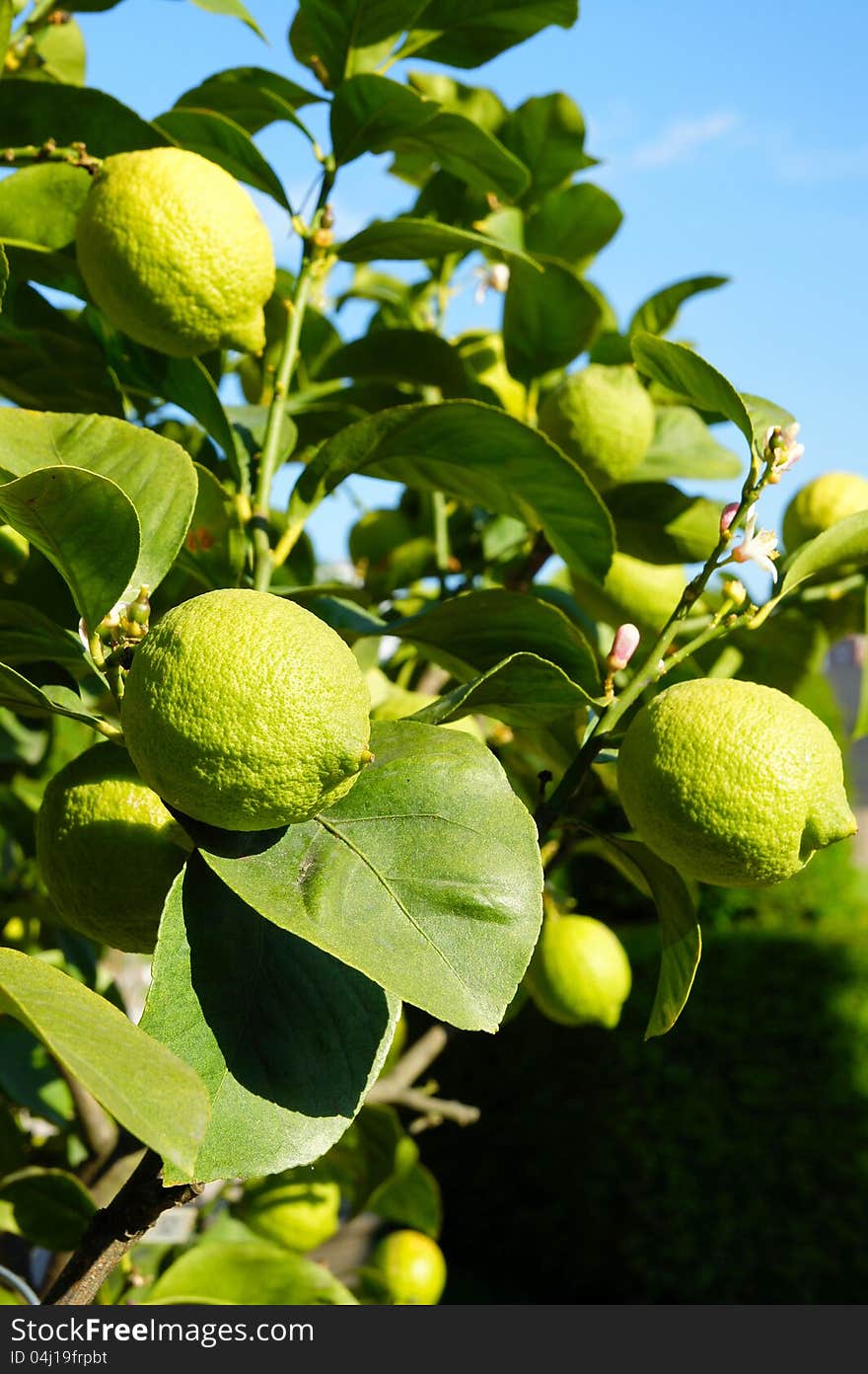 Delicious-looking ripe lemons on lemon tree. Delicious-looking ripe lemons on lemon tree