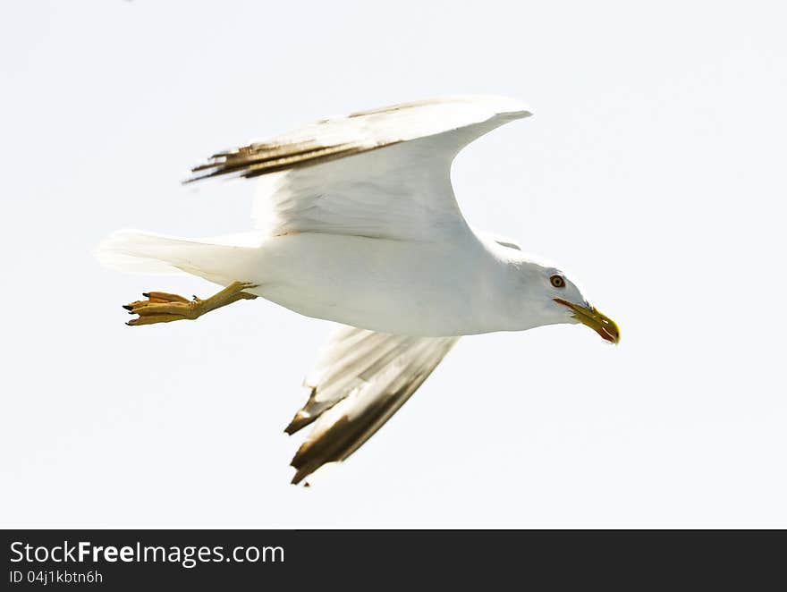 Close up on flying seagull