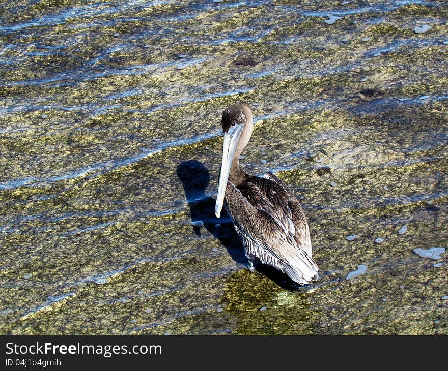 Brown Pelican wading along a coastal beach in Florida