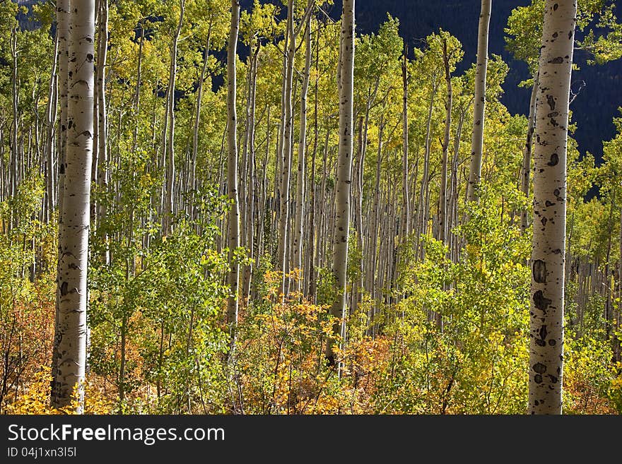 Aspen Trees changing colors