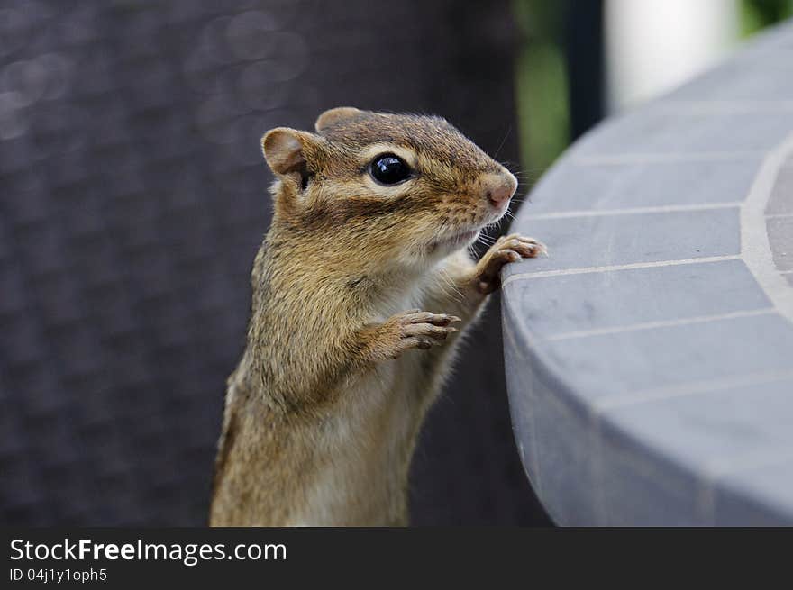 Chipmunk