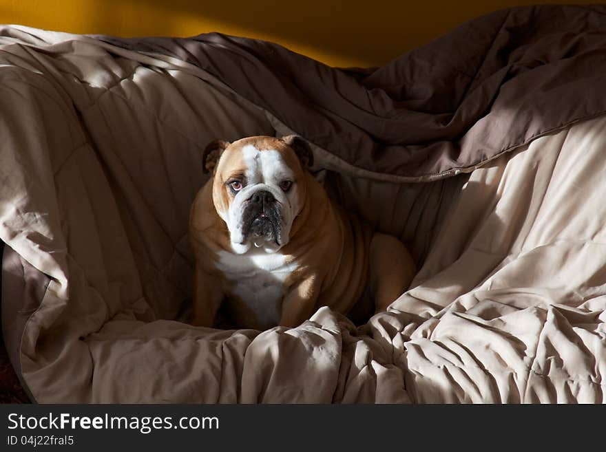 English Bulldog on a couch with a blanket. English Bulldog on a couch with a blanket