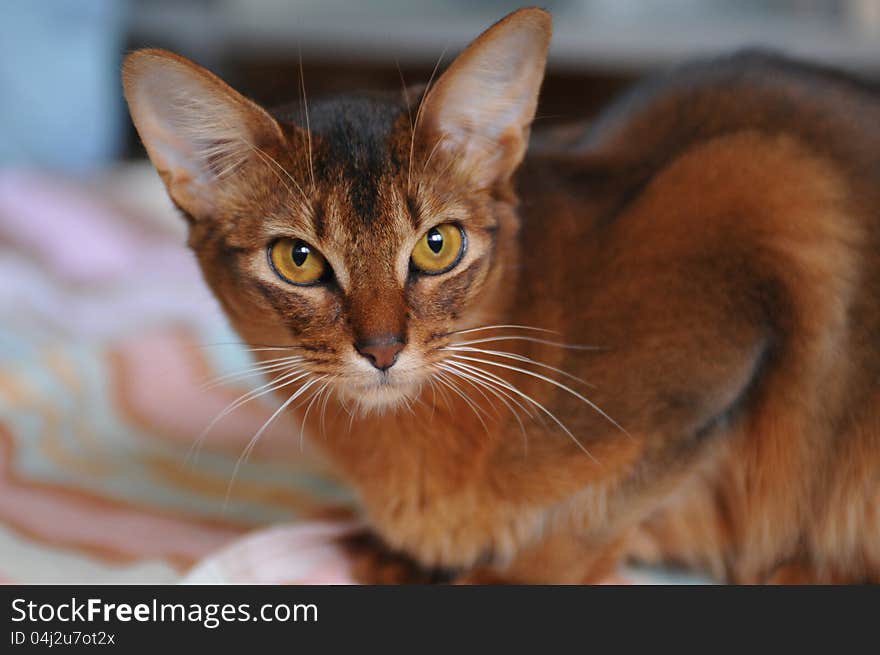 Ruddy somali cat home portrait. Ruddy somali cat home portrait