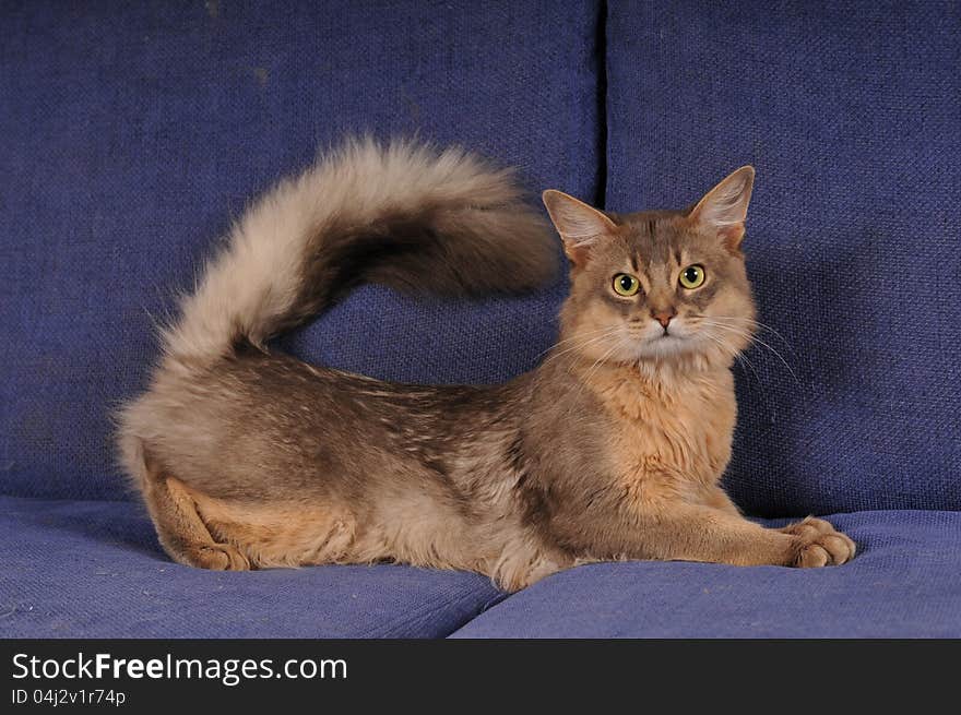 Blue somali male cat portrait